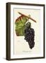 Manseng Rouge Grape-J. Troncy-Framed Giclee Print