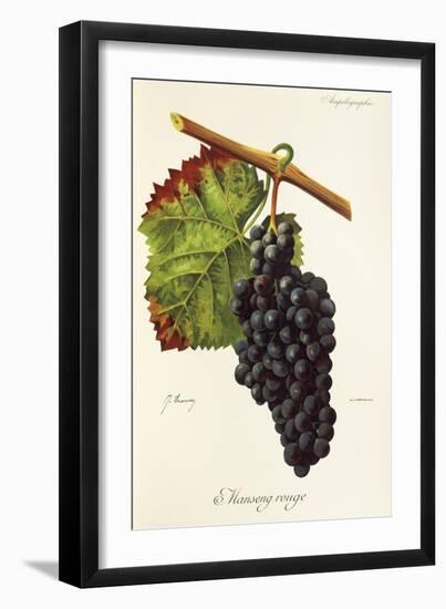 Manseng Rouge Grape-J. Troncy-Framed Giclee Print