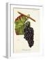 Manseng Rouge Grape-J. Troncy-Framed Giclee Print