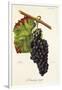 Manseng Rouge Grape-J. Troncy-Framed Giclee Print