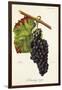 Manseng Rouge Grape-J. Troncy-Framed Giclee Print