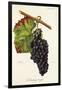 Manseng Rouge Grape-J. Troncy-Framed Giclee Print