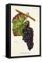 Manseng Rouge Grape-J. Troncy-Framed Stretched Canvas