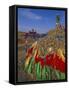 Manshir Monastery, Tov Province, Mongolia, Asia-Bruno Morandi-Framed Stretched Canvas