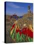 Manshir Monastery, Tov Province, Mongolia, Asia-Bruno Morandi-Stretched Canvas