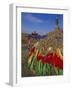 Manshir Monastery, Tov Province, Mongolia, Asia-Bruno Morandi-Framed Photographic Print