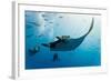 Manta and Diver on the Blue Background-Krzysztof Odziomek-Framed Photographic Print