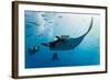 Manta and Diver on the Blue Background-Krzysztof Odziomek-Framed Photographic Print