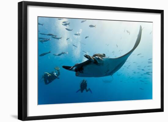 Manta and Diver on the Blue Background-Krzysztof Odziomek-Framed Photographic Print