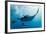 Manta and Diver on the Blue Background-Krzysztof Odziomek-Framed Photographic Print