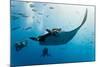 Manta and Diver on the Blue Background-Krzysztof Odziomek-Mounted Photographic Print