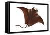 Manta (Manta Birostris), Fishes-Encyclopaedia Britannica-Framed Stretched Canvas