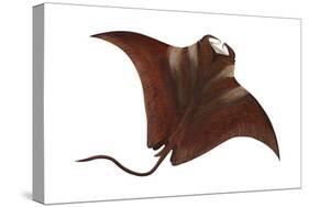 Manta (Manta Birostris), Fishes-Encyclopaedia Britannica-Stretched Canvas