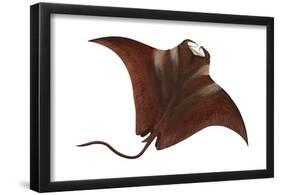 Manta (Manta Birostris), Fishes-Encyclopaedia Britannica-Framed Poster