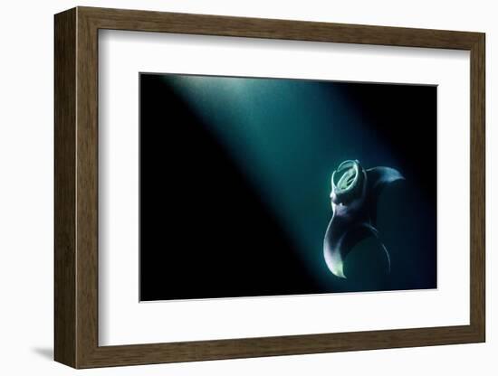 Manta ray feeding on plankton in the lights from a boat-Alex Mustard-Framed Photographic Print