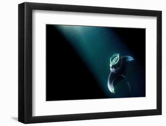 Manta ray feeding on plankton in the lights from a boat-Alex Mustard-Framed Photographic Print