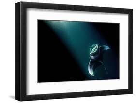 Manta ray feeding on plankton in the lights from a boat-Alex Mustard-Framed Photographic Print