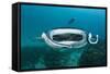 Manta Ray Filter Feeding over a Cleaning Station-Reinhard Dirscherl-Framed Stretched Canvas