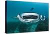 Manta Ray Filter Feeding over a Cleaning Station-Reinhard Dirscherl-Stretched Canvas