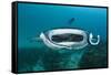 Manta Ray Filter Feeding over a Cleaning Station-Reinhard Dirscherl-Framed Stretched Canvas