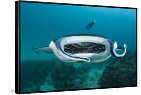 Manta Ray Filter Feeding over a Cleaning Station-Reinhard Dirscherl-Framed Stretched Canvas