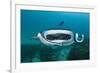 Manta Ray Filter Feeding over a Cleaning Station-Reinhard Dirscherl-Framed Photographic Print