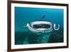 Manta Ray Filter Feeding over a Cleaning Station-Reinhard Dirscherl-Framed Photographic Print