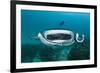 Manta Ray Filter Feeding over a Cleaning Station-Reinhard Dirscherl-Framed Photographic Print