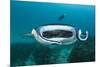 Manta Ray Filter Feeding over a Cleaning Station-Reinhard Dirscherl-Mounted Photographic Print