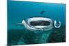 Manta Ray Filter Feeding over a Cleaning Station-Reinhard Dirscherl-Mounted Photographic Print