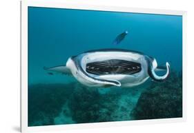 Manta Ray Filter Feeding over a Cleaning Station-Reinhard Dirscherl-Framed Photographic Print