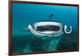 Manta Ray Filter Feeding over a Cleaning Station-Reinhard Dirscherl-Framed Photographic Print