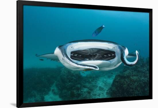 Manta Ray Filter Feeding over a Cleaning Station-Reinhard Dirscherl-Framed Photographic Print