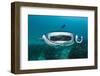 Manta Ray Filter Feeding over a Cleaning Station-Reinhard Dirscherl-Framed Photographic Print