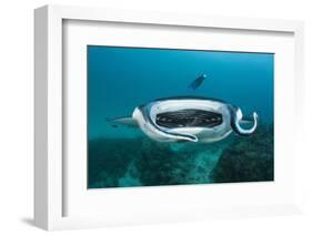 Manta Ray Filter Feeding over a Cleaning Station-Reinhard Dirscherl-Framed Photographic Print