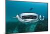 Manta Ray Filter Feeding over a Cleaning Station-Reinhard Dirscherl-Mounted Photographic Print