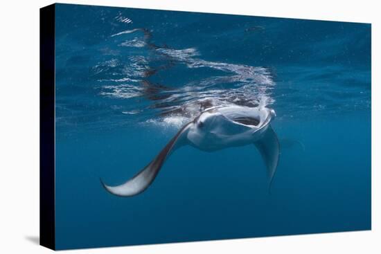 Manta Ray Filter Feeding-Reinhard Dirscherl-Stretched Canvas