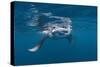 Manta Ray Filter Feeding-Reinhard Dirscherl-Stretched Canvas