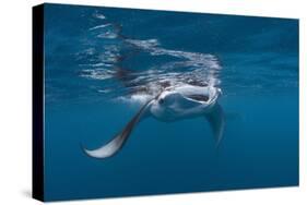 Manta Ray Filter Feeding-Reinhard Dirscherl-Stretched Canvas