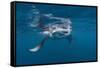 Manta Ray Filter Feeding-Reinhard Dirscherl-Framed Stretched Canvas