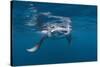 Manta Ray Filter Feeding-Reinhard Dirscherl-Stretched Canvas