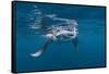 Manta Ray Filter Feeding-Reinhard Dirscherl-Framed Stretched Canvas