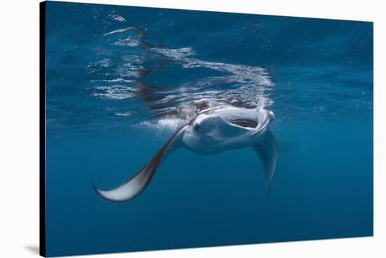 Manta Ray Filter Feeding-Reinhard Dirscherl-Stretched Canvas