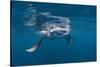 Manta Ray Filter Feeding-Reinhard Dirscherl-Stretched Canvas