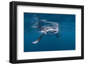 Manta Ray Filter Feeding-Reinhard Dirscherl-Framed Photographic Print