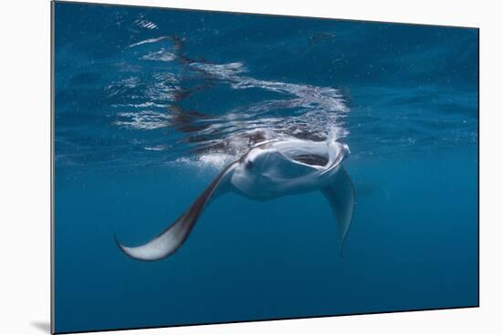 Manta Ray Filter Feeding-Reinhard Dirscherl-Mounted Photographic Print