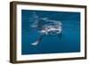 Manta Ray Filter Feeding-Reinhard Dirscherl-Framed Photographic Print