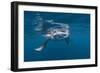 Manta Ray Filter Feeding-Reinhard Dirscherl-Framed Photographic Print