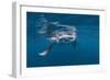 Manta Ray Filter Feeding-Reinhard Dirscherl-Framed Photographic Print