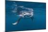 Manta Ray Filter Feeding-Reinhard Dirscherl-Mounted Photographic Print